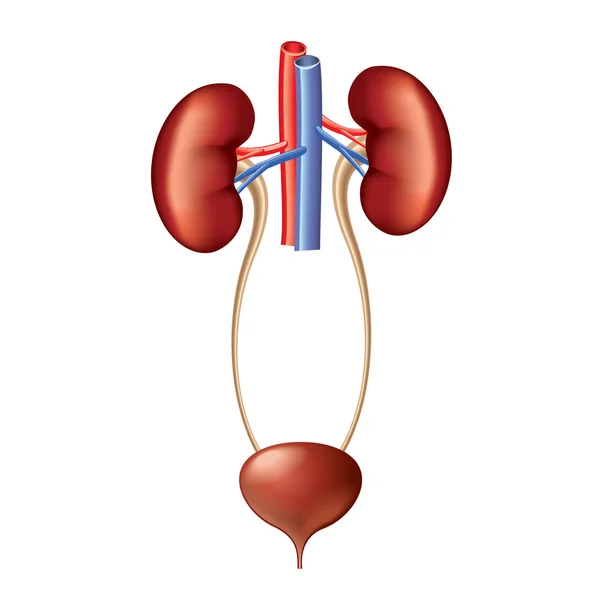 depositphotos_63916223-stock-illustration-urinary-system-anatomy-isolated-on